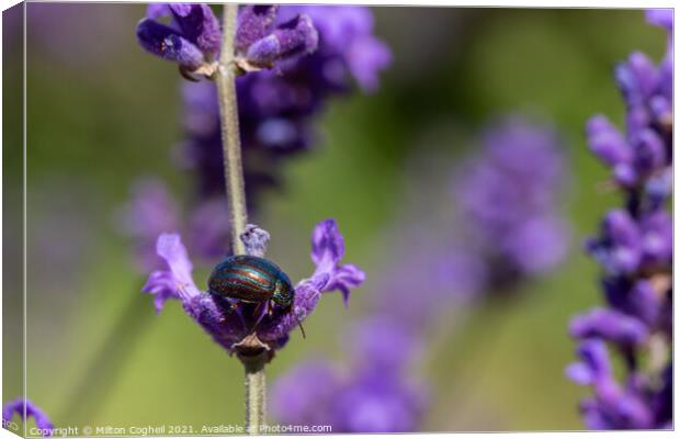 Rosemary Beetle on a lavender plant Canvas Print by Milton Cogheil