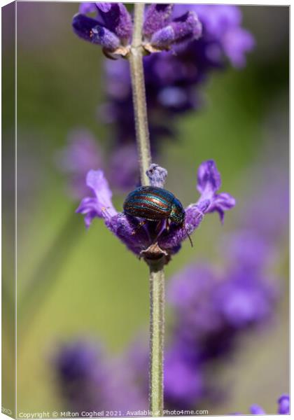 Close up of a Rosemary Beetle on a lavender plant Canvas Print by Milton Cogheil