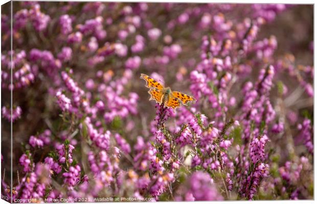 Comma Butterfly on heather Canvas Print by Milton Cogheil