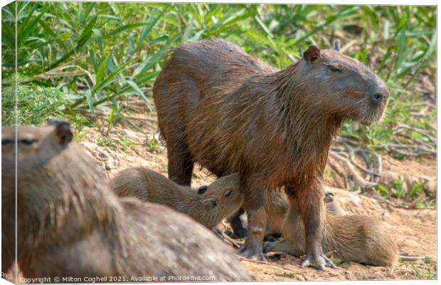 Capybaras in the Pantanal region of Brazil Canvas Print by Milton Cogheil