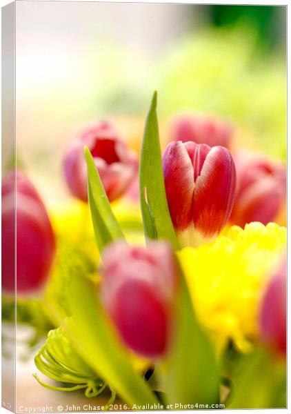 Red and Yellow Tulips, Close-Up Canvas Print by John Chase