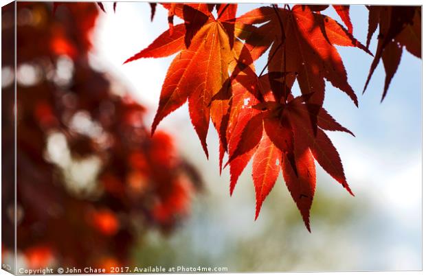  Japanese Maple Tree Leaves Canvas Print by John Chase