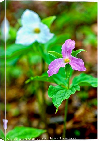 Purple and White Trillium in Spring Canvas Print by John Chase