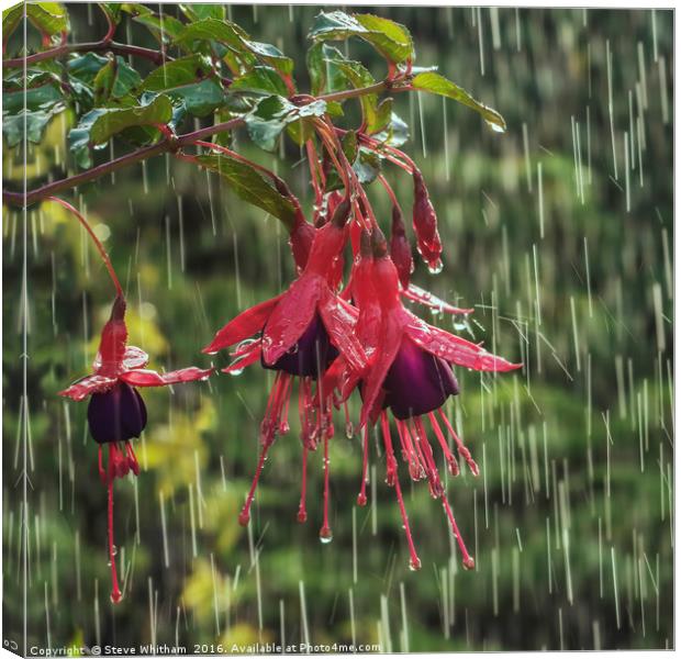 Fuchsia blooms in rain Canvas Print by Steve Whitham