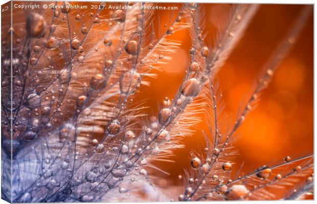 Waterdrops on a feather. Canvas Print by Steve Whitham