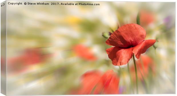 Poppy against absract background Canvas Print by Steve Whitham