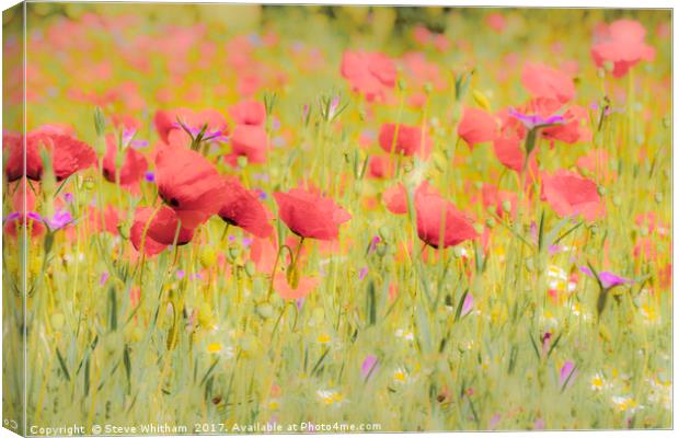 Poppy field Canvas Print by Steve Whitham