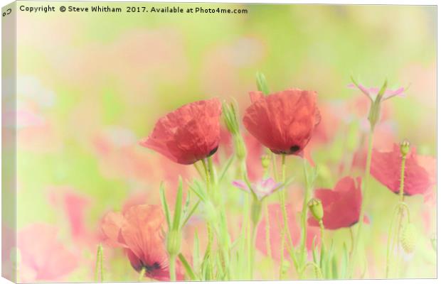 Poppy Meadow Canvas Print by Steve Whitham