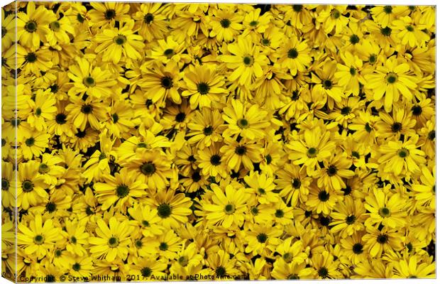 Simply yellow Canvas Print by Steve Whitham