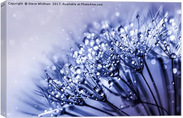 Dandelion with Water Mist Canvas Print by Steve Whitham