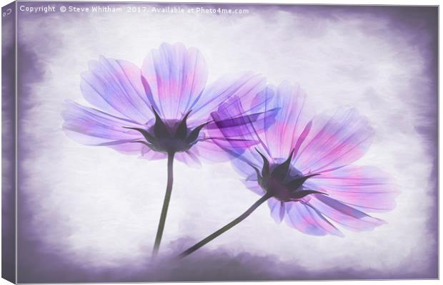 Transparent Purple Petals Canvas Print by Steve Whitham