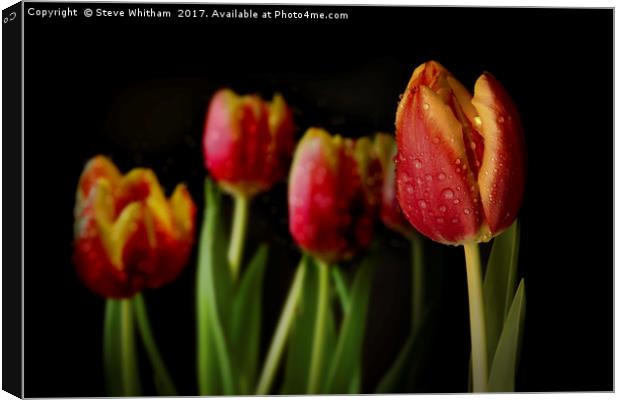Dew Tulips Canvas Print by Steve Whitham