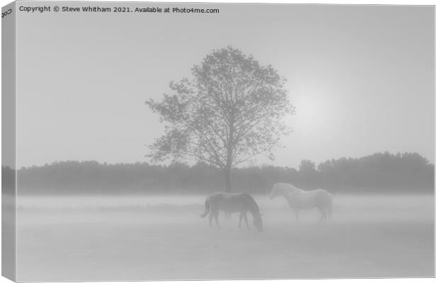 Let's meet by the tree. Canvas Print by Steve Whitham
