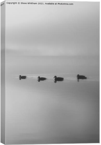 Putting your ducks in a row. Canvas Print by Steve Whitham