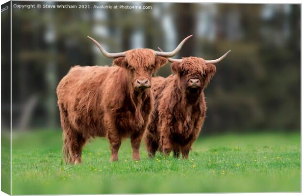 Highland cattle Portrait. Canvas Print by Steve Whitham