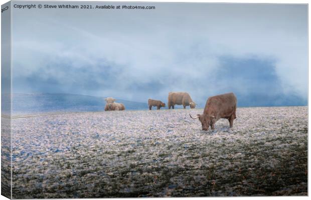 Cows in the Mist. Canvas Print by Steve Whitham