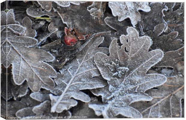 Frost covered Oak Leaves Canvas Print by Tom Curtis