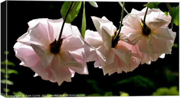 Roses Backlit Canvas Print by Tom Curtis