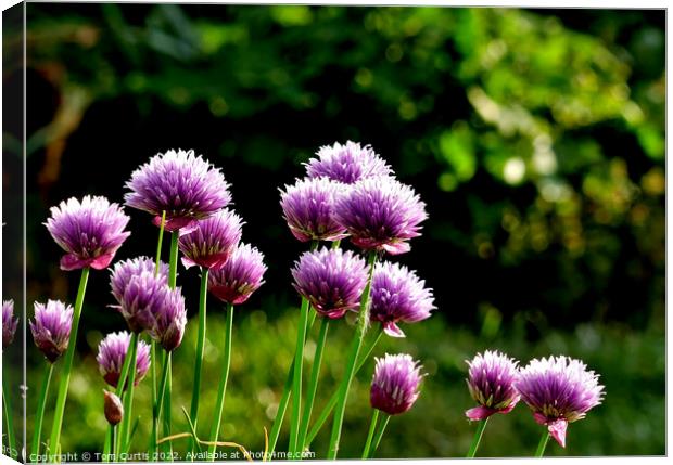 Chives growing in a country garden Canvas Print by Tom Curtis