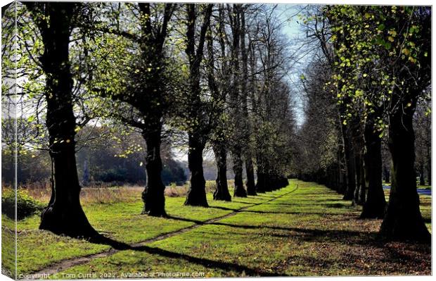 Clumber Park Nottinghamshire Canvas Print by Tom Curtis