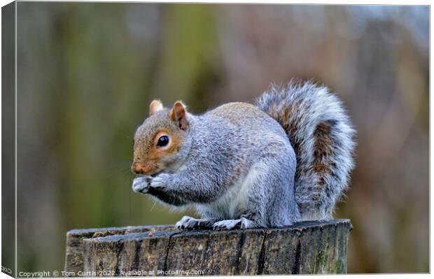 A Grey Squirrel standing on a tree stump Canvas Print by Tom Curtis