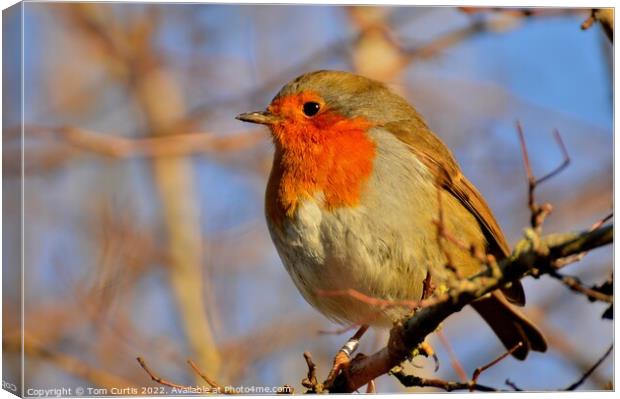 Robin on a tree branch Canvas Print by Tom Curtis