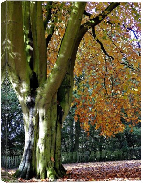 Beech Tree in Autumn Canvas Print by Tom Curtis