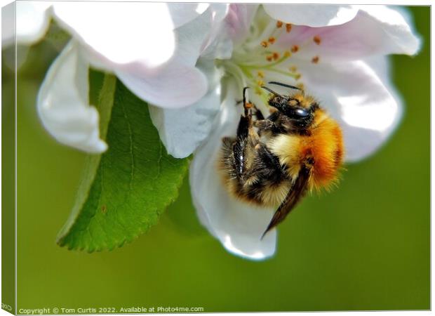 Carder Bee closeup Canvas Print by Tom Curtis