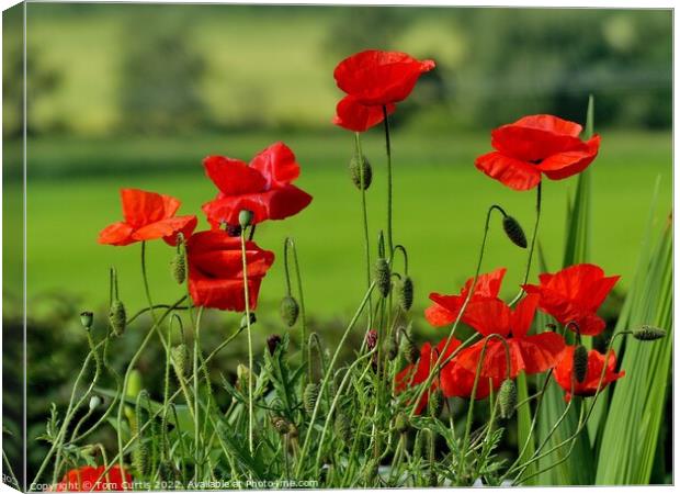 Wild Poppies in a Field Canvas Print by Tom Curtis