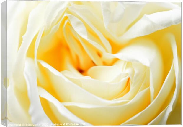 White Rose closeup Canvas Print by Tom Curtis