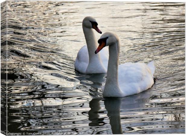 Mute Swans close together Canvas Print by Tom Curtis
