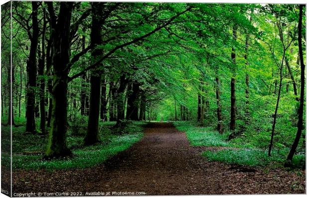 Path through the Wood Canvas Print by Tom Curtis