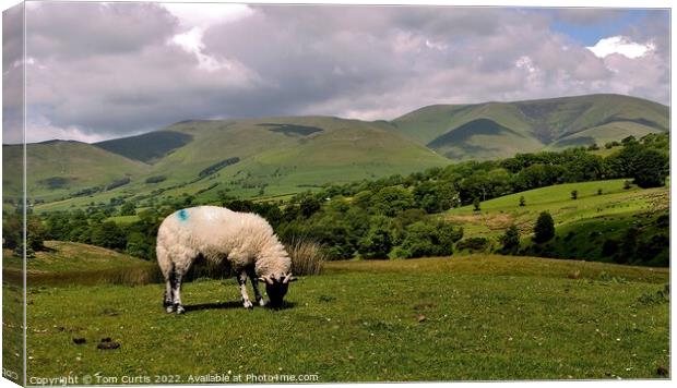 Sheep on Dent Fault Cumbria Canvas Print by Tom Curtis