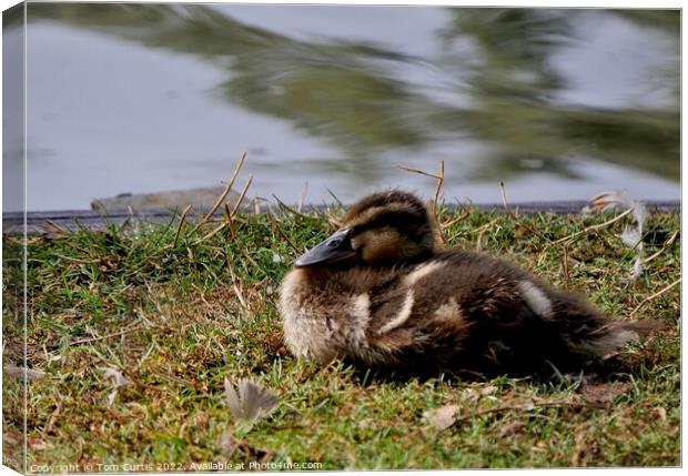 Mallard Duck Chick Canvas Print by Tom Curtis