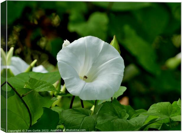 Closeup of Hedge Bindweed Canvas Print by Tom Curtis
