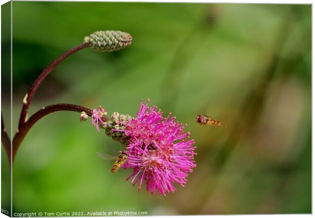 Hoverflies on Sanguisorba flower Canvas Print by Tom Curtis