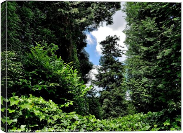 Through the Trees Canvas Print by Tom Curtis