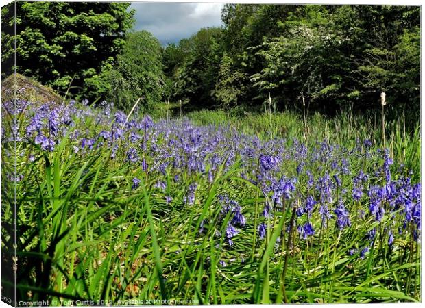 Bluebells beside the Canal Canvas Print by Tom Curtis