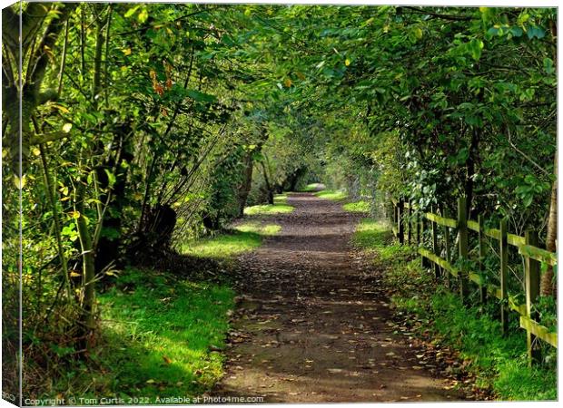 Woodland Path at Sprotbrough Canvas Print by Tom Curtis