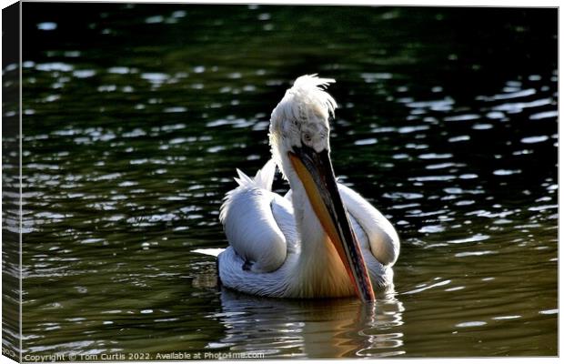 Pelican with beak in water Canvas Print by Tom Curtis