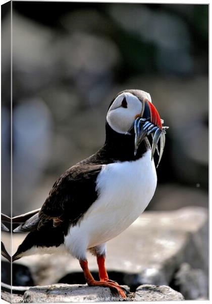 Puffin with Sandeels Canvas Print by Tom Curtis