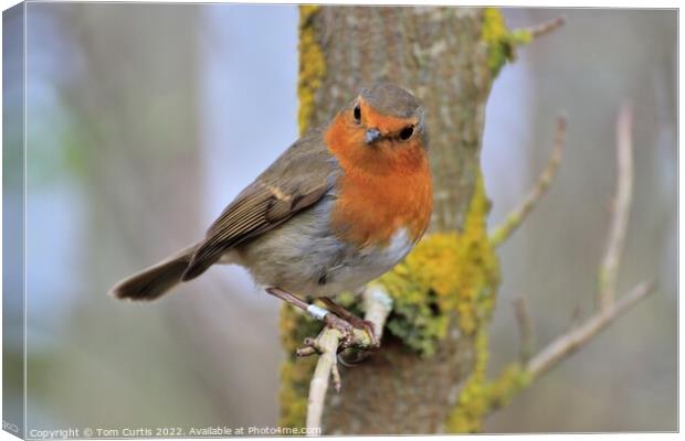 Robin perched on a tree branch Canvas Print by Tom Curtis