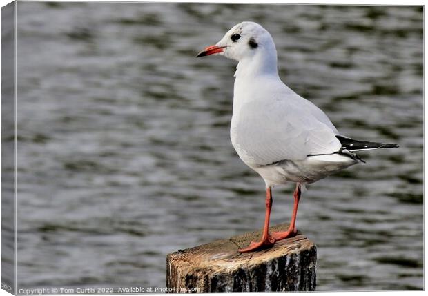 Black Headed Gull Juvenile Canvas Print by Tom Curtis