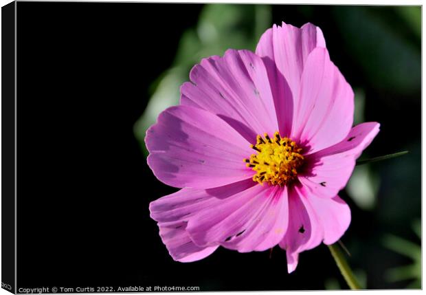 Cosmos Flower Pink Canvas Print by Tom Curtis