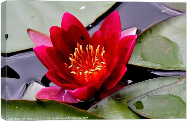 Water Lily Red Canvas Print by Tom Curtis