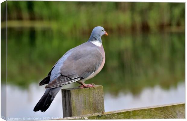 Wood Pigeon perched on post Canvas Print by Tom Curtis