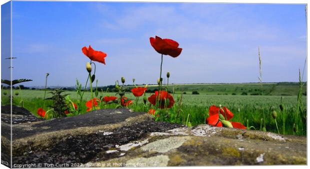 Wild Poppies in a field Canvas Print by Tom Curtis