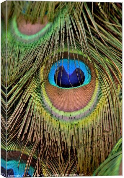 Peacock Feathers closeup Canvas Print by Tom Curtis