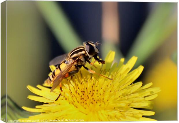 Hoverfly perched on flower Canvas Print by Tom Curtis