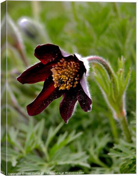 Pasque Flower Pulsatilla rubra yunnan Canvas Print by Tom Curtis